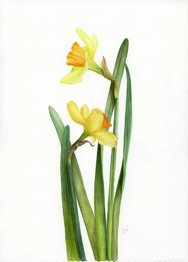 Image de Daffodils par Вікторія Колесникова, taille : 38х28 см, médium Живопис, faisant partie de la série "Ботаніка"