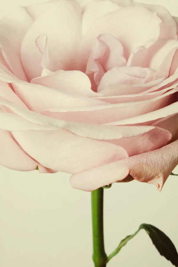 Bild von Flowers von Romanna P.