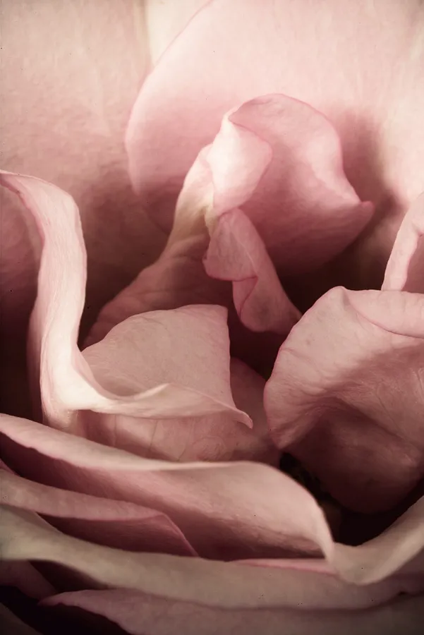 Image of Flowers by Romanna P.